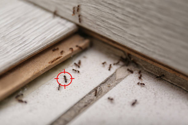 Best Wasp Removal Services  in Thermalito, CA